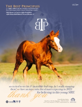 The Best Principles Stallion Ad